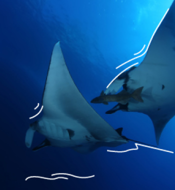 Mantarraya
