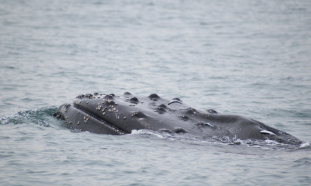 Ballena jorobada en mar abierto 