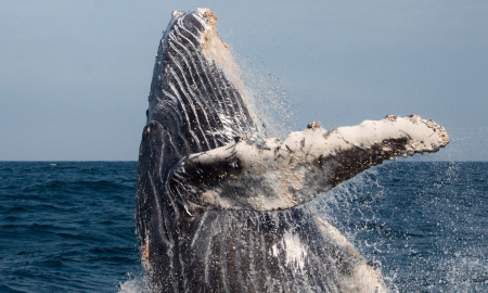 Ballena jorobada Megaptera novaeangliae - Los Órganos - Reserva Nacional Mar Tropical de Grau
