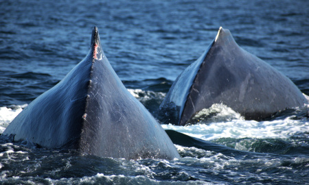 Individuos de ballenas jorobadas en mar abierto 