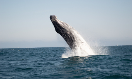 Ballena jorobada en mar abierto 