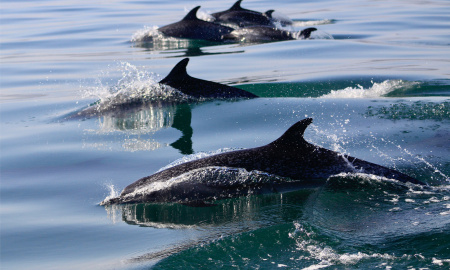 Delfín moteado pantropical