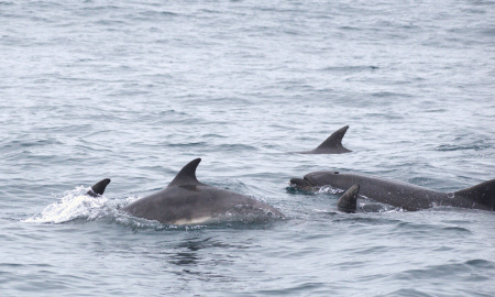 Individuos de delfín nariz de botella  en mar abierto 