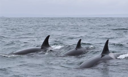 Individuo orcas en mar abierto 