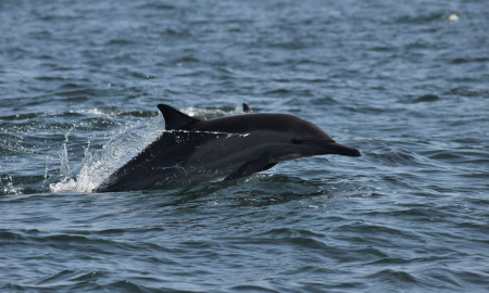 Delfín común en mar abierto 