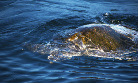 Tortugas marinas en mar abierto 