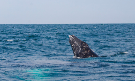 Ballena jorobada Megaptera novaeangliae - Los Órganos - Reserva Nacional Mar Tropical de Grau