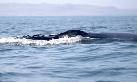 Ballena moviéndose por la superficie