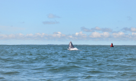Ballenato saltando al frente de Isla Palma en Bahia Malaga, Buenaventura, Colombia