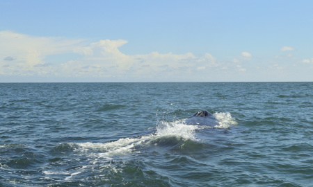 Espiraculo de ballena jorobada navegando en Uramba Bahia Malaga en Buenaventura, Colombia