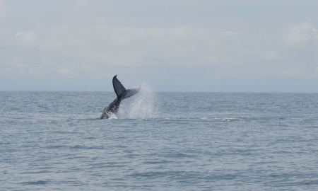 Serie de ballenato jugando con su cola en Uramba Bahia Malaga, Buenaventura, Colombia