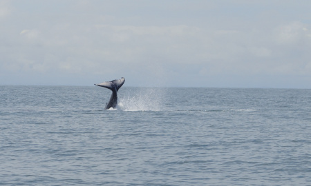 Serie de ballenato jugando con su aleta caudal en Uramba Bahia Malaga, Buenaventura, Colombia 