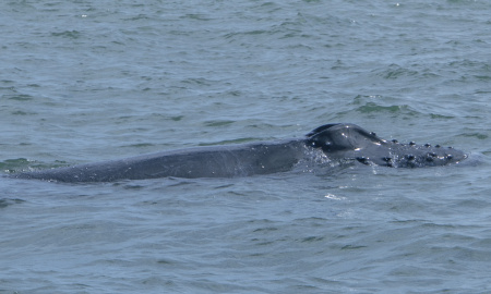 Ballena jorobada saliendo a superfie en Uramba Bahia Malaga, Buenaventura, Colombia