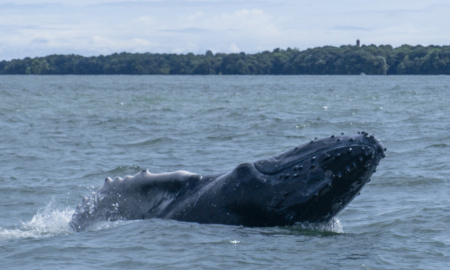 Ballenato explorando la superficie mostrando un perfil de su aleta pectoral en Uramba Bahia Malaga, Buenaventura, Colombia