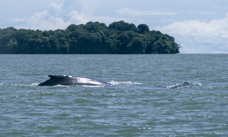 Madre navegando con cria al frente de Isla Palma en Uramba Bahia Malaga, Buenaventura, Colombia 