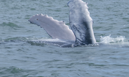 Aletas pectorales de ballenato en Uramba Bahia Malaga, Buenaventura, Colombia 