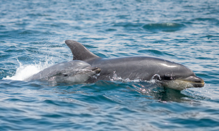 Delfin nariz de botella con cría - Tursiops truncatus
