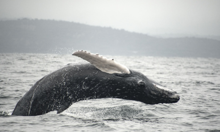 Ballenato en zonas costeras