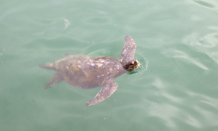Tortuga en el mar