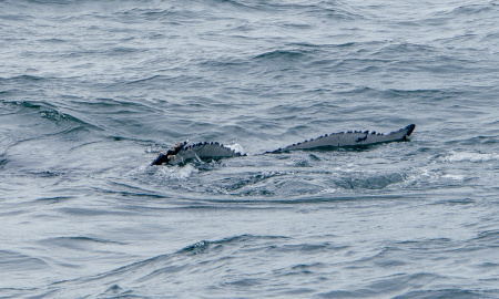 Ballena jorobada sumergiendo su aleta caudal en Uramba Bahia Malaga, Buenaventura, Colombia
