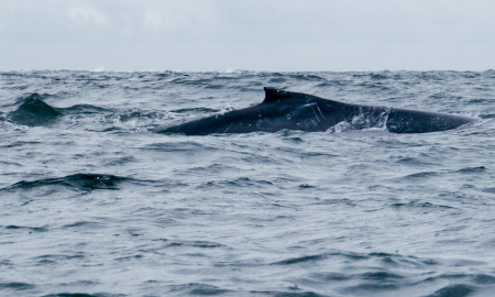 Ballenato navegando con fuerte oleaje en Uramba Bahia Malaga, Buenaventura, Colombia