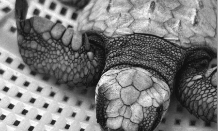 Neonato de Tortuga Golfina (Lepidochelys olivacea)