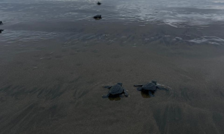 Neonatos de Tortuga Golfina (Lepidochelys olivacea)