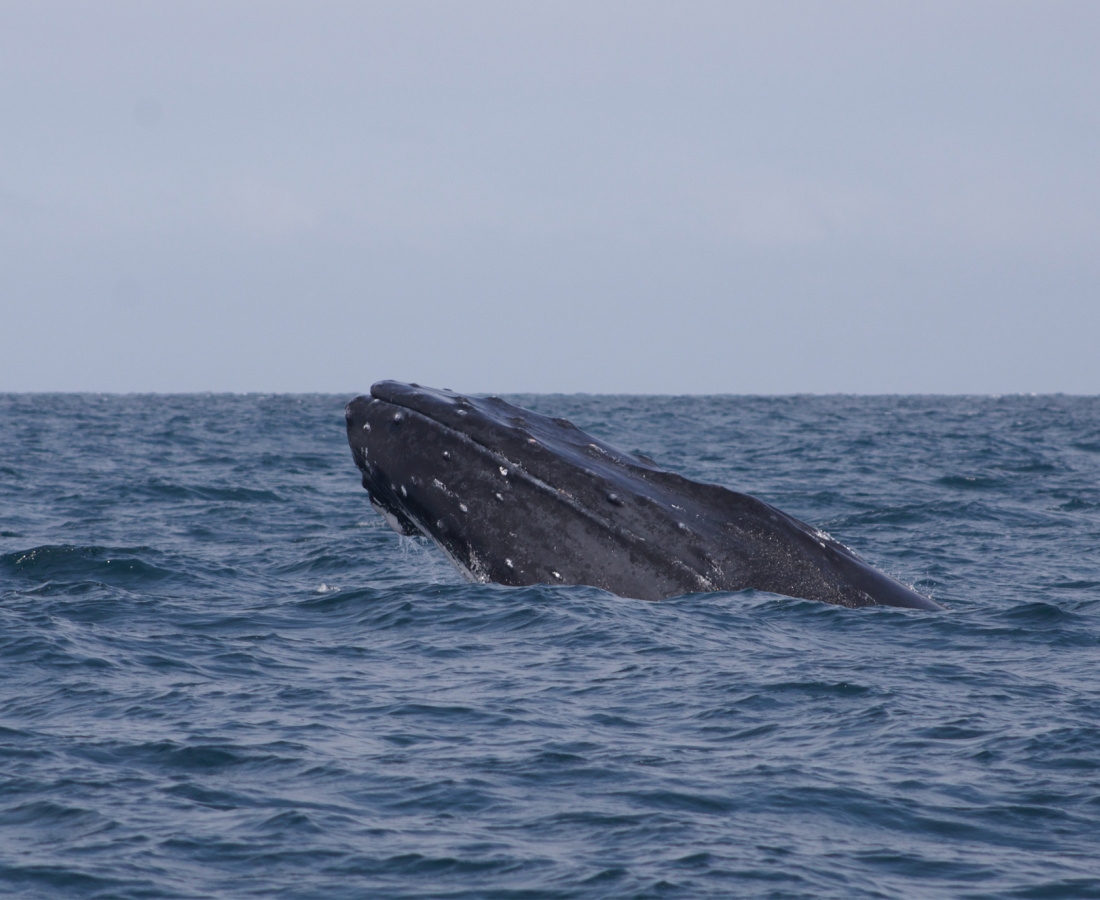 Ballena jorobada Megaptera novaeangliae - Los Órganos - Reserva Nacional Mar Tropical de Grau
