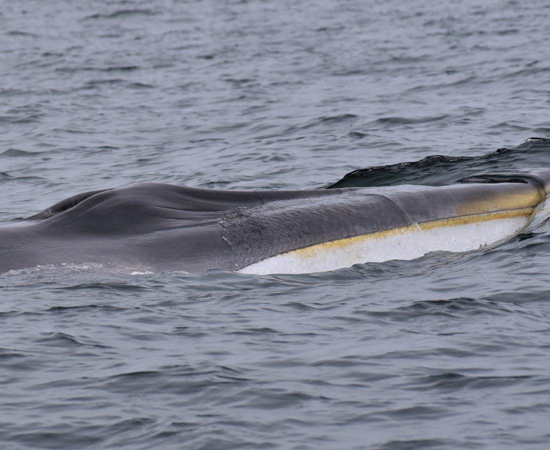 Ballena de aleta en mar abierto