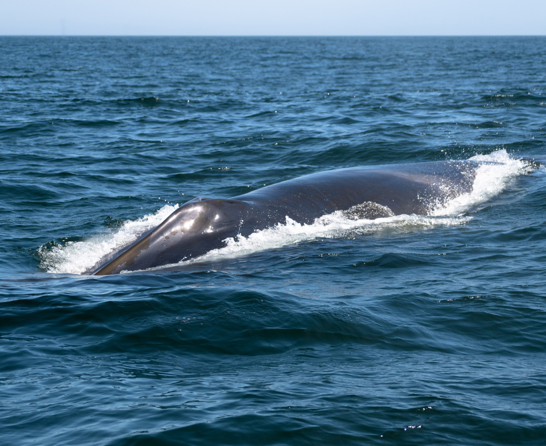 Ballena de aleta en mar abierto 