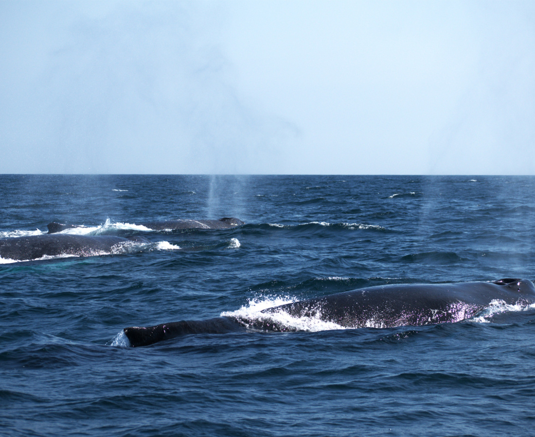Individuos de ballenas jorobadas en mar abierto 