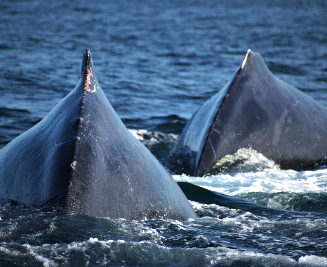 Individuos de ballenas jorobadas en mar abierto 