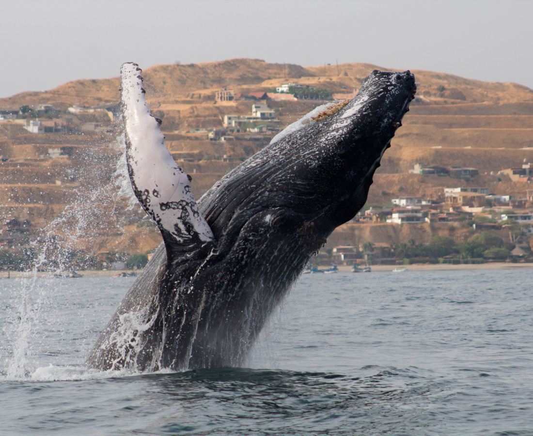 Ballena jorobada Megaptera novaeangliae - Los Órganos - Reserva Nacional Mar Tropical de Grau