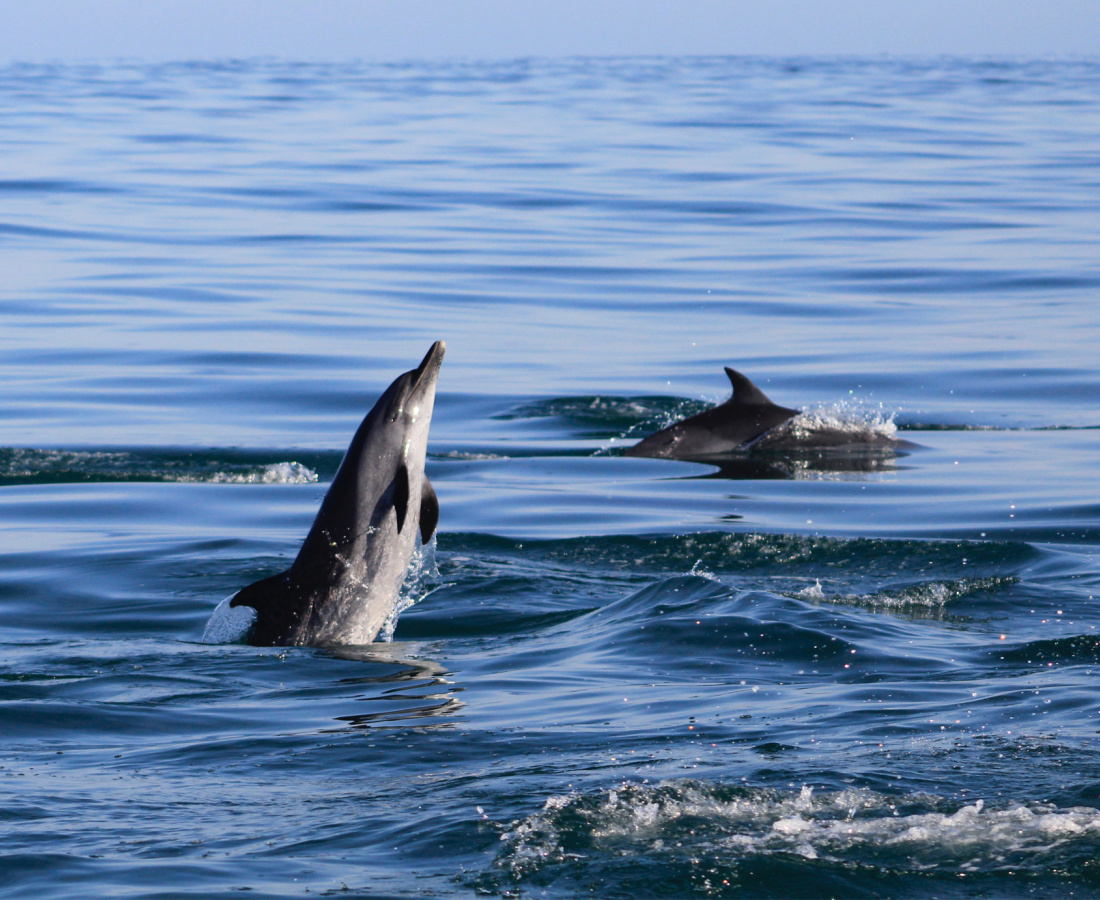 Delfín moteado pantropical