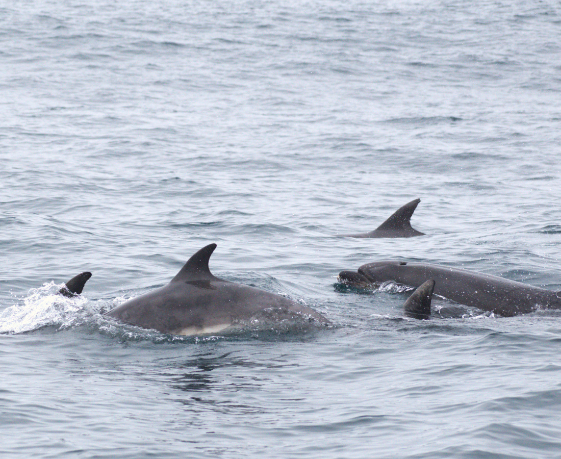 Individuos de delfín nariz de botella  en mar abierto 
