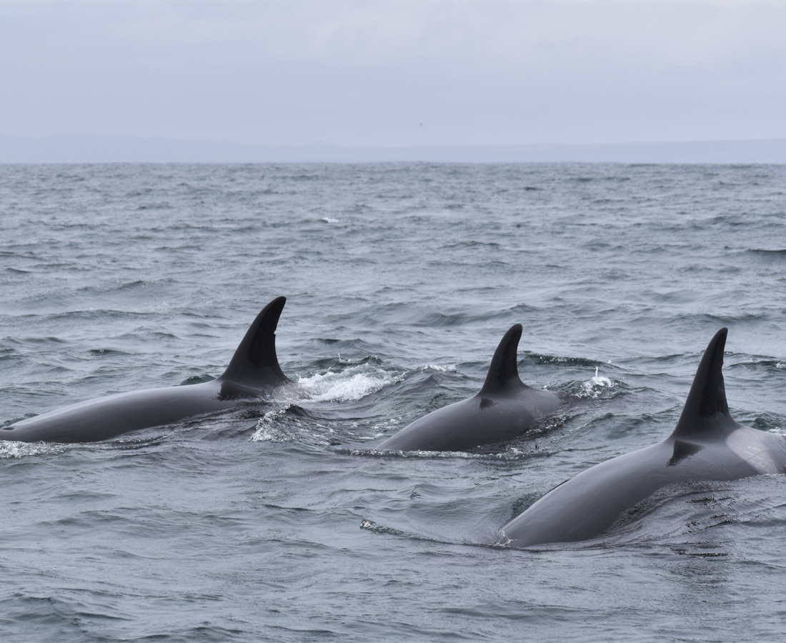 Individuo orcas en mar abierto 
