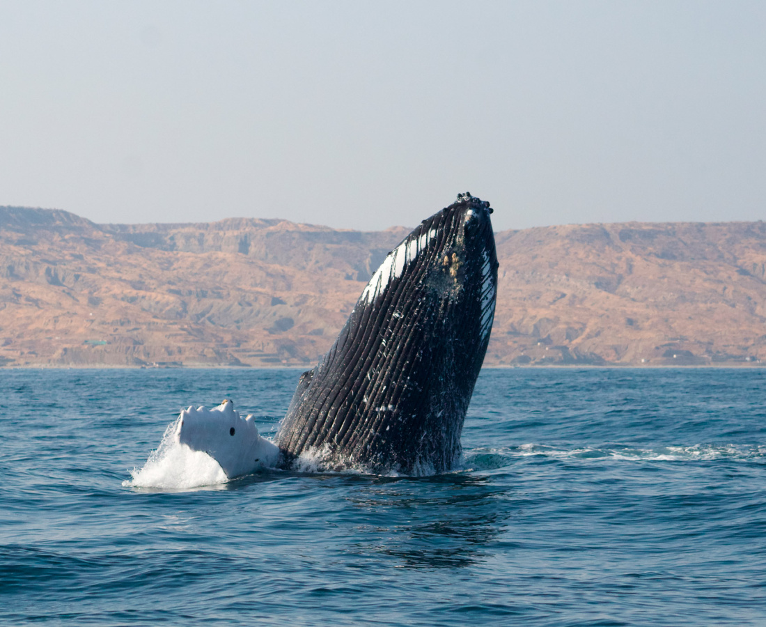 Ballena jorobada Megaptera novaeangliae - Los Órganos - Reserva Nacional Mar Tropical de Grau