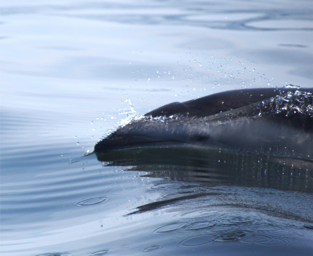 Delfín oscuro en mar abierto