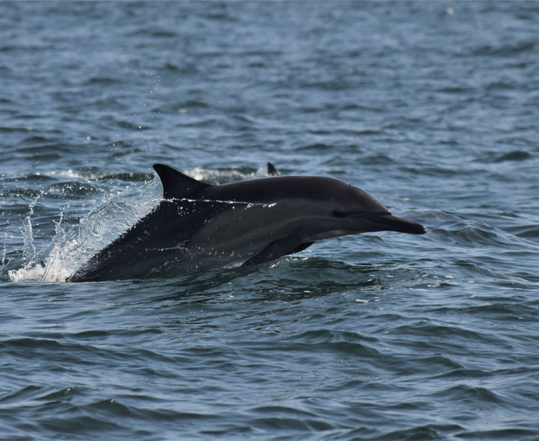 Delfín común en mar abierto 
