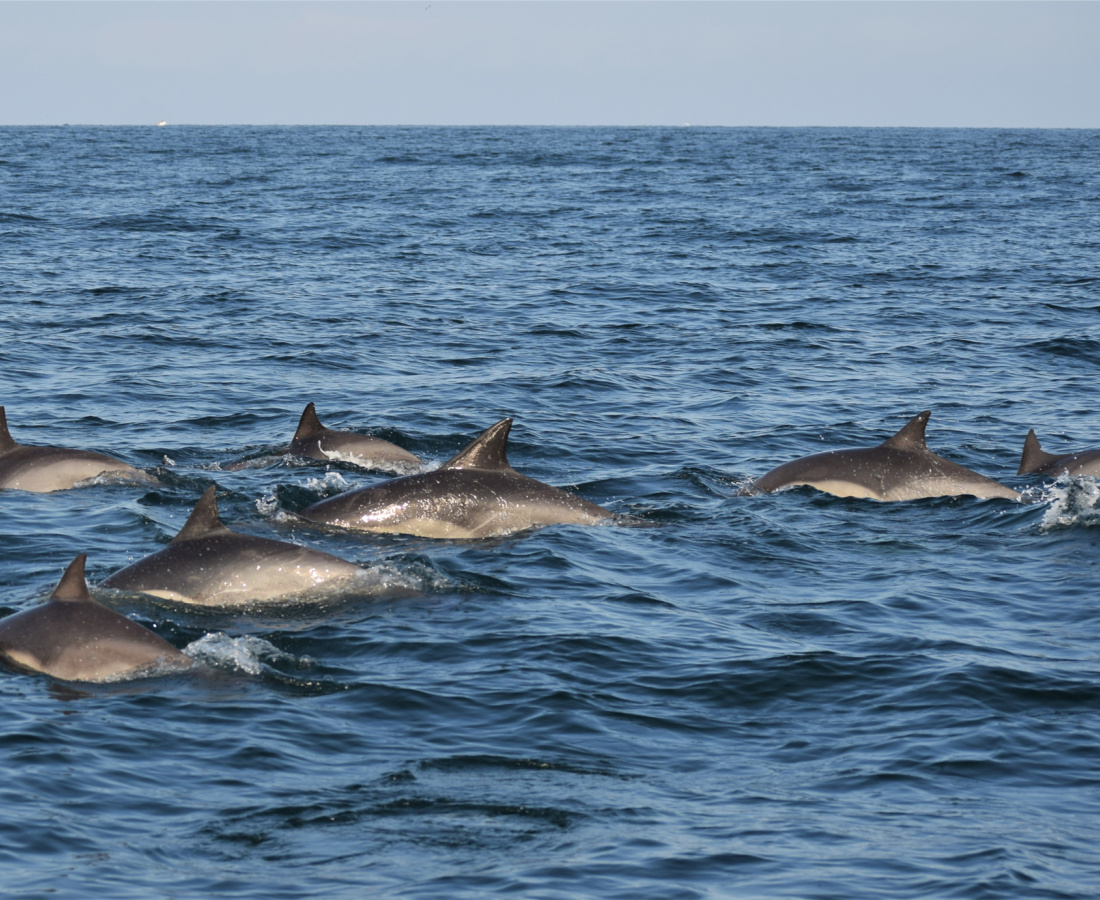 Individuos delfín común en mar abierto 