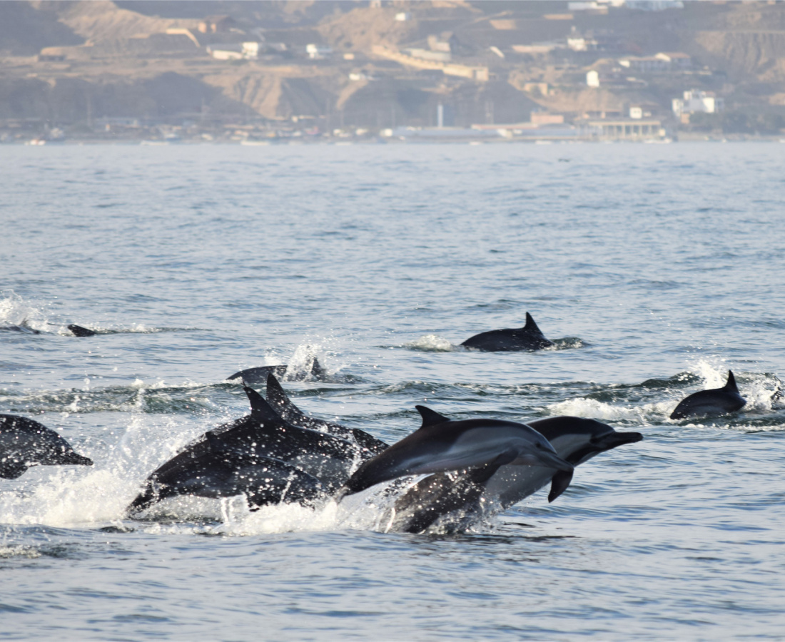 Individuos delfin común en mar abierto 