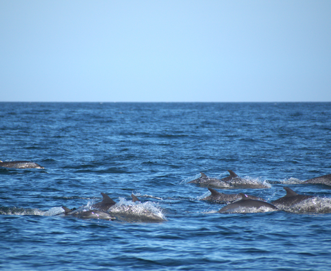 Individuos delfín moteado pantropical en mar abierto 