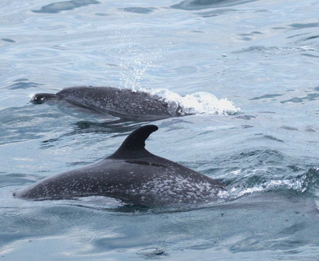 Individuos delfín moteado pantropical en mar abierto 