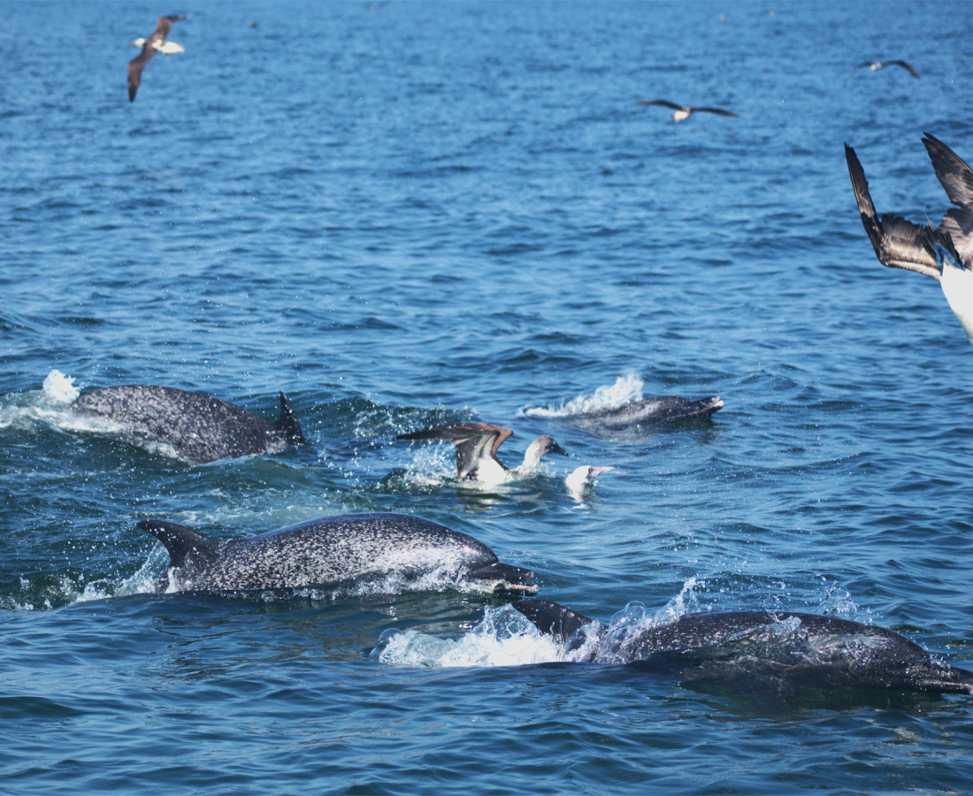 Individuos delfín moteado pantropical en mar abierto 
