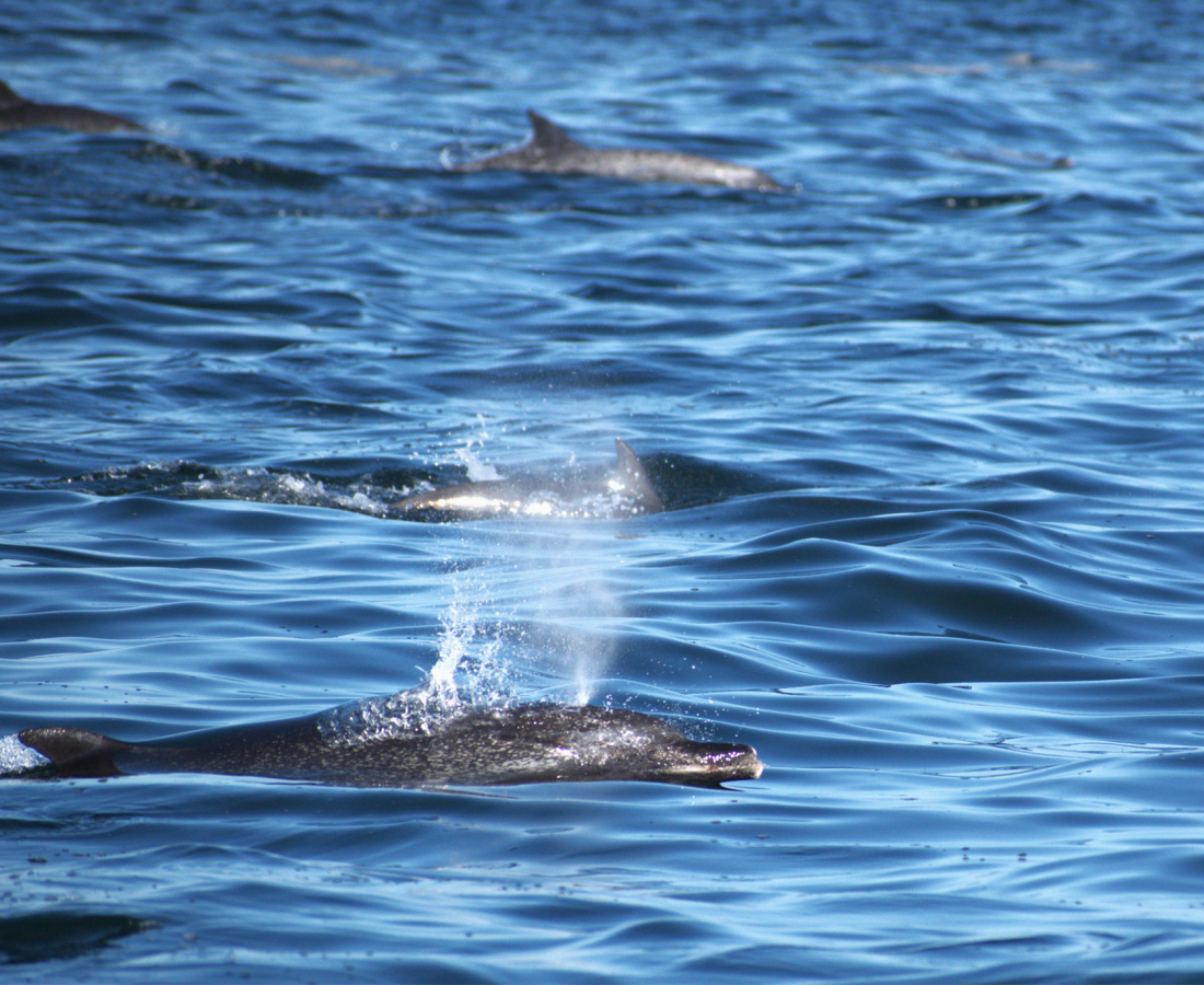 Individuos delfín moteado pantropical en mar abierto 