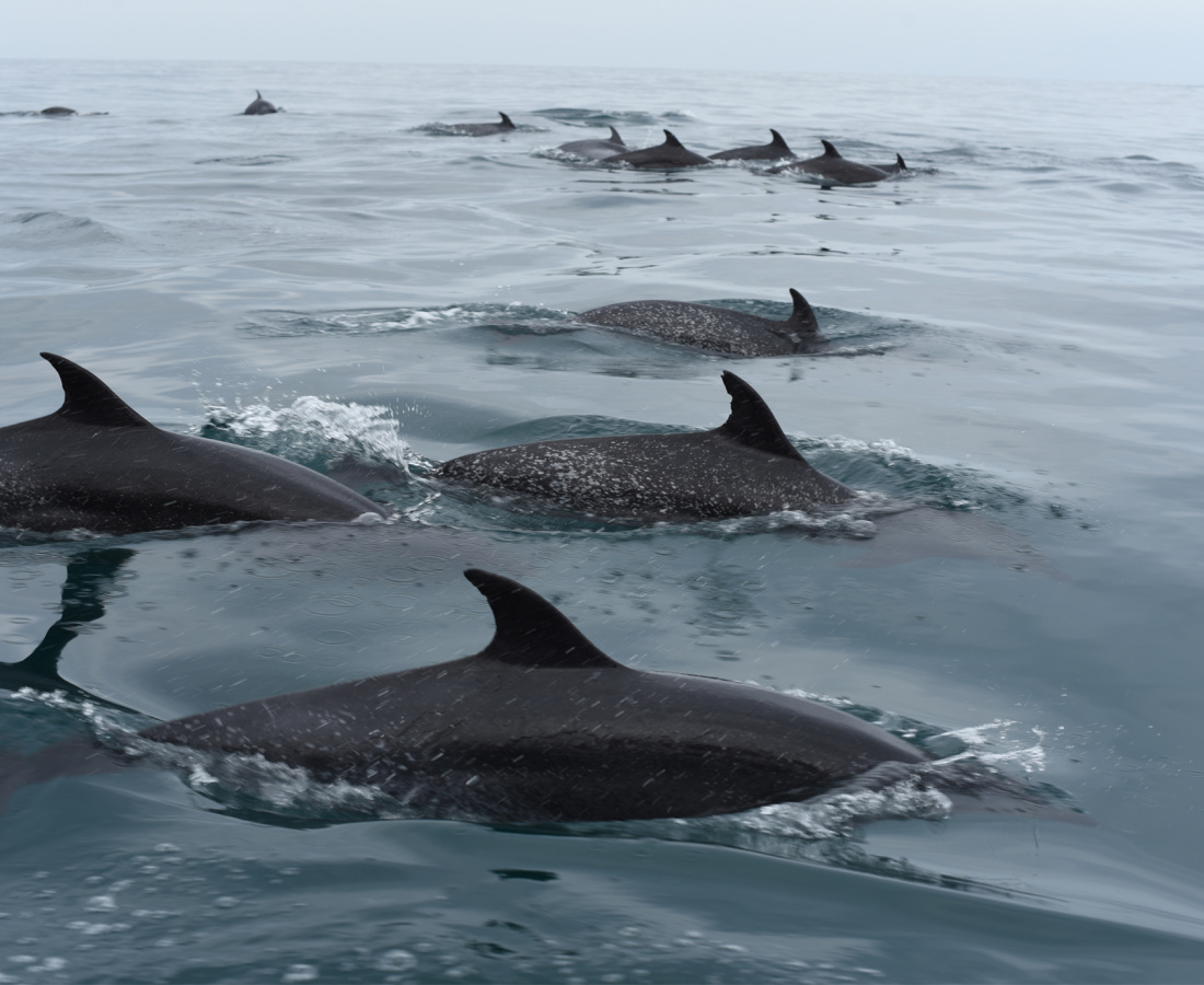 Individuos delfín moteado pantropical en mar abierto 