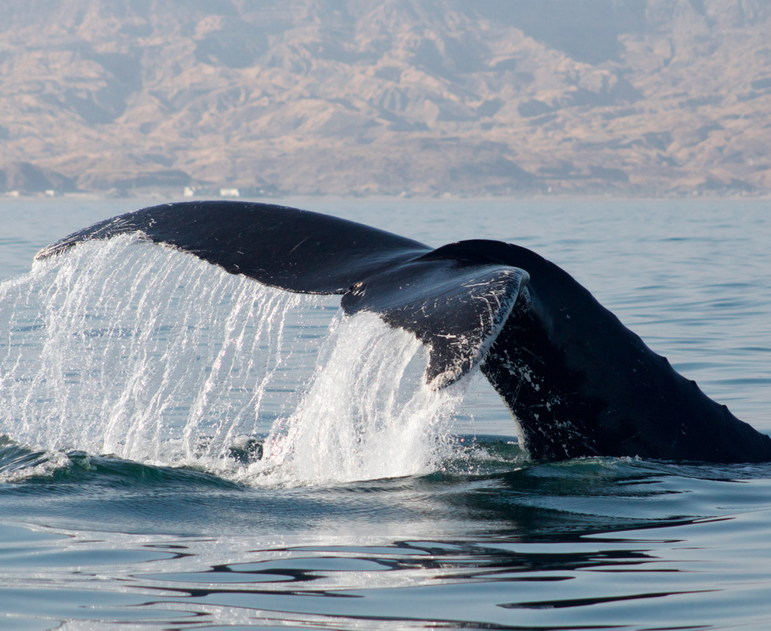 Ballena jorobada Megaptera novaeangliae - Los Órganos - Reserva Nacional Mar Tropical de Grau