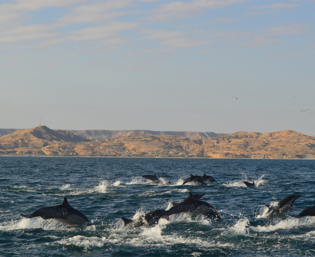 Individuos delfín moteado pantropical en mar abierto 