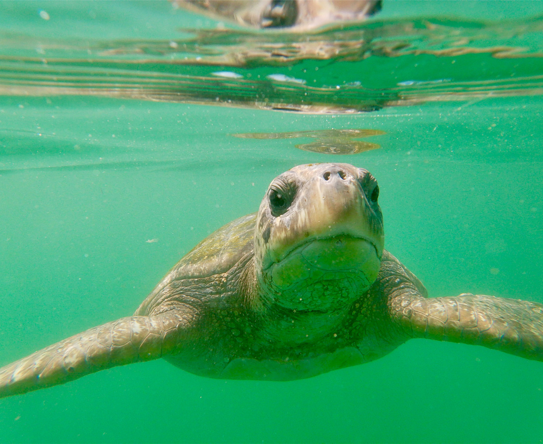 Tortuga verde en mar abierto 