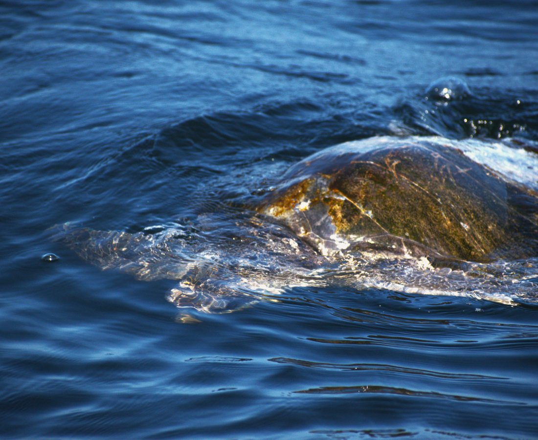 Tortugas marinas en mar abierto 